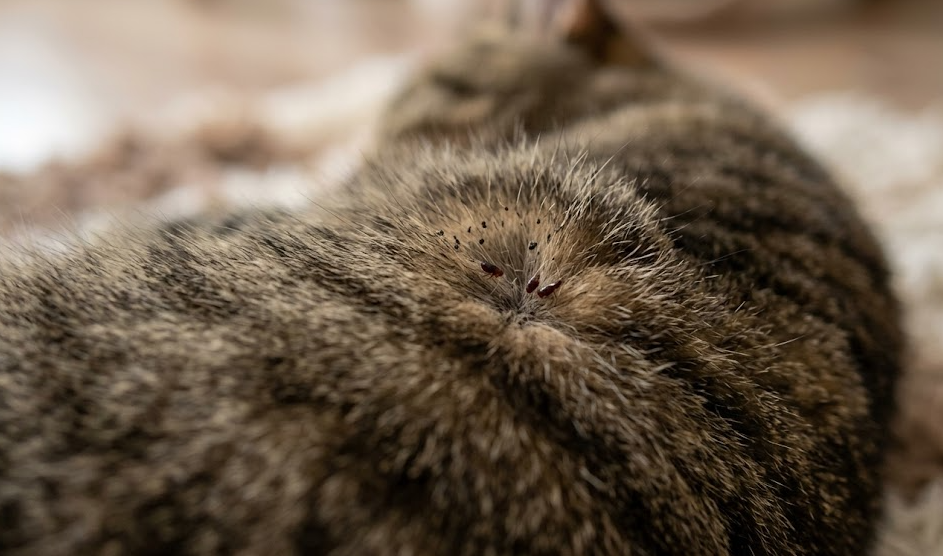 Kedimde Pire Var Ne Yapmalıyım?​