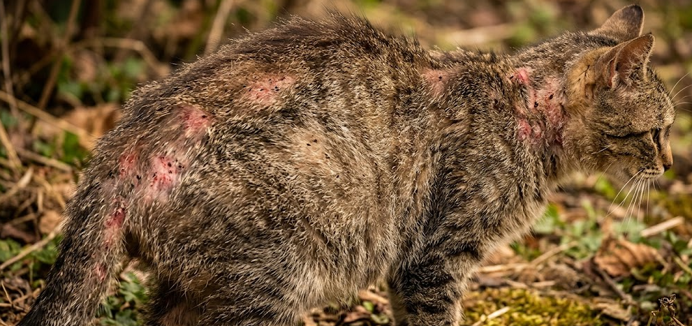Kediye İç Dış Parazit Yapılmazsa Ne Olur​?
